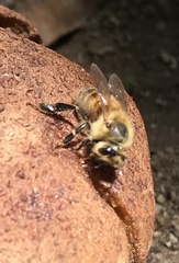 Apis mellifera