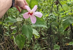 Hibiscus grandiflorus