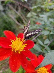 Catasticta nimbice