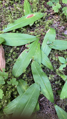 Clintonia uniflora
