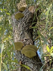 Trametes cubensis