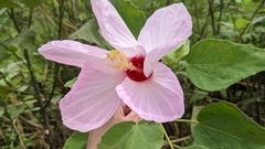 Hibiscus grandiflorus