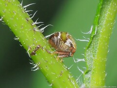 Vanduzea segmentata