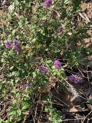 Buddleja