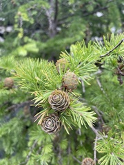 Larix decidua