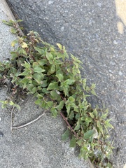 Parietaria judaica