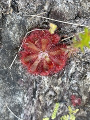 Drosera aliciae