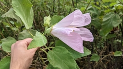Hibiscus grandiflorus