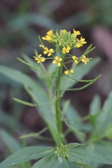 Erysimum cheiranthoides