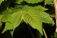 Ulmus glabra