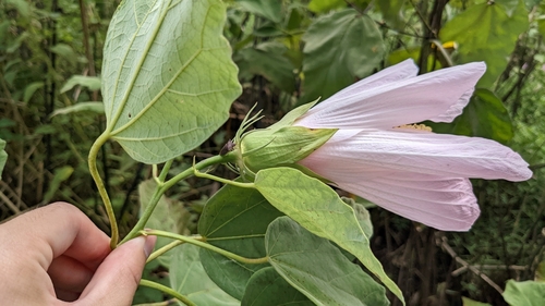 Image of Hibiscus grandiflorus by (c) Joseph Aubert, some rights reserved (CC BY)