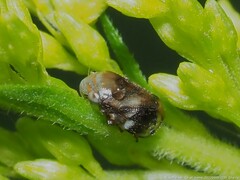 Clastoptera xanthocephala