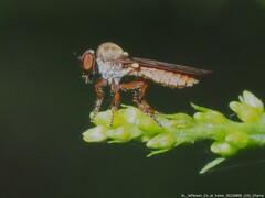 Holcocephala