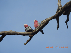 Eolophus roseicapilla albiceps