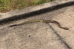 Crotalus molossus molossus