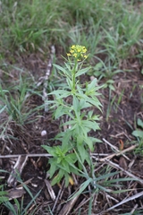 Erysimum cheiranthoides