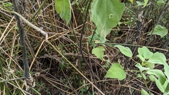 Hibiscus grandiflorus