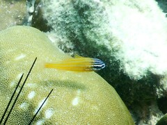 Ostorhinchus properuptus