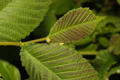 Ulmus glabra