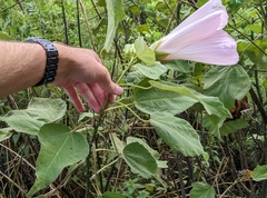 Hibiscus grandiflorus