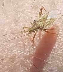 Harmostes reflexulus