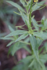 Erysimum cheiranthoides