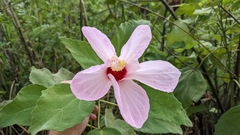 Hibiscus grandiflorus