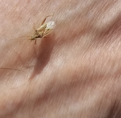 Harmostes reflexulus