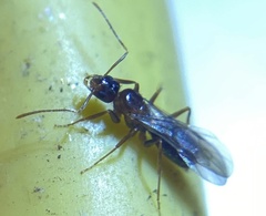 Nylanderia