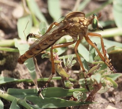 Diogmites angustipennis