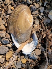 Unionidae