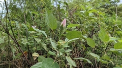 Hibiscus grandiflorus
