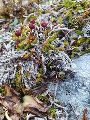 Harrimanella hypnoides