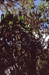 Dendrosenecio