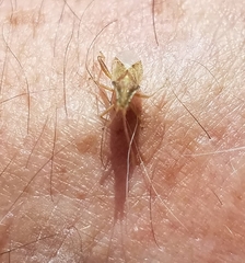 Harmostes reflexulus