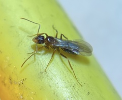 Nylanderia