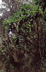 Dendrosenecio
