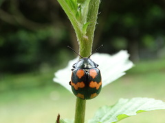 Labidomera suturella