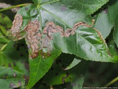 Phyllocnistis liquidambarisella