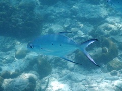 Trachinotus baillonii