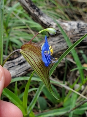 Commelina dianthifolia