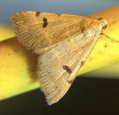 Hemeroplanis historialis