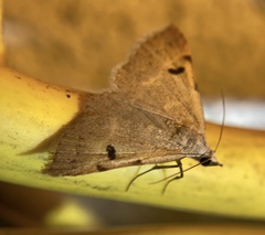 Hemeroplanis historialis