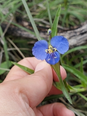 Commelina dianthifolia