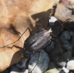 Cicindela punctulata