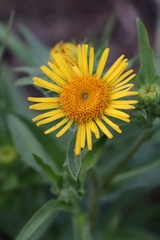 Pentanema britannica