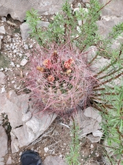 Hamatocactus hamatacanthus hamatacanthus