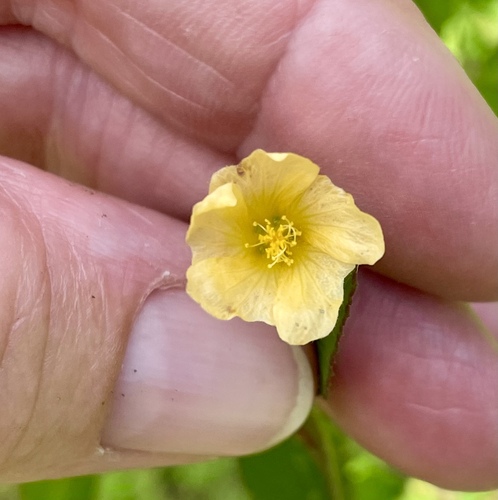 Sida rhombifolia observed 2022-08-13