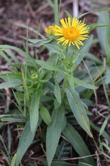 Pentanema britannica