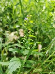 Scutellaria lateriflora